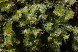 Attēlu rezultāti vaicājumam “Diplophyllum albicans”