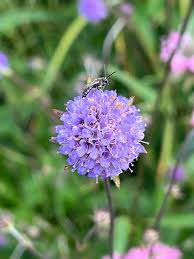 Image result for Succisa pratensis