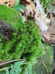 Attēlu rezultāti vaicājumam “Lophozia longidens”