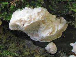 Attēlu rezultāti vaicājumam “Trametes suaveolens”