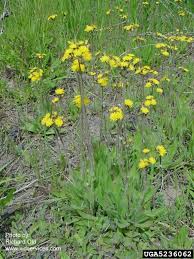 Attēlu rezultāti vaicājumam “Hieracium”