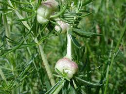 Attēlu rezultāti vaicājumam “Geocrypta galii”