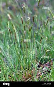 Attēlu rezultāti vaicājumam “Anthoxanthum odoratum flower”