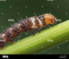 Attēlu rezultāti vaicājumam “Gortyna flavago”