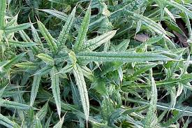 Attēlu rezultāti vaicājumam “Cirsium vulgare”