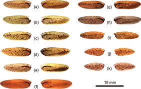 Attēlu rezultāti vaicājumam “Ectobius sylvestris female”
