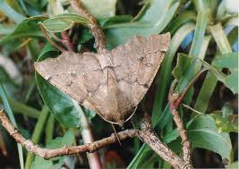 Attēlu rezultāti vaicājumam “Odontopera bidentata”