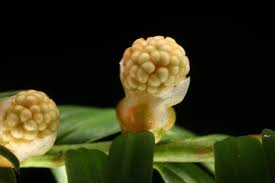 Attēlu rezultāti vaicājumam “Taxus baccata female flower”