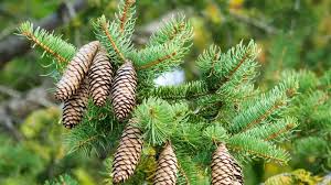 Attēlu rezultāti vaicājumam “Picea abies fruit”