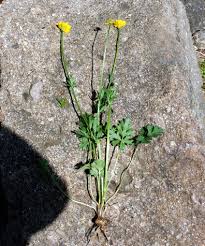 Attēlu rezultāti vaicājumam “Ranunculus bulbosus flower”