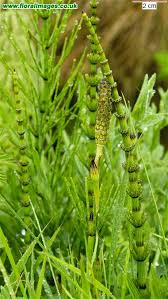 Attēlu rezultāti vaicājumam “Equisetum palustre”