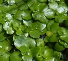 Attēlu rezultāti vaicājumam “Callitrichaceae”