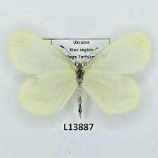 Attēlu rezultāti vaicājumam “Leptidea sinapis”