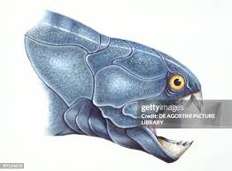 Attēlu rezultāti vaicājumam “Placodermi”