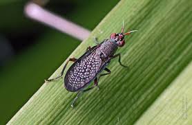 Attēlu rezultāti vaicājumam “Coremacera marginata”