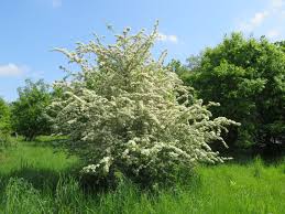 Attēlu rezultāti vaicājumam “Crataegus monogyna subsp. nordica”