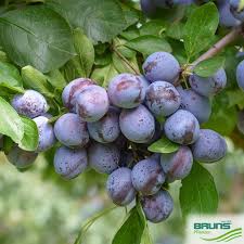 Attēlu rezultāti vaicājumam “Prunus domestica subsp. insitita fruit”