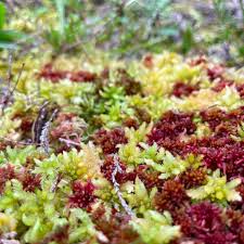 Attēlu rezultāti vaicājumam “Sphagnum russowii”