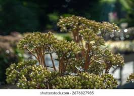 Attēlu rezultāti vaicājumam “Hylotelephium telephium bud”