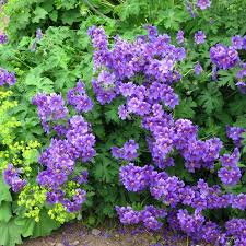 Image result for Geranium `Purple Haze`