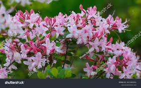 Attēlu rezultāti vaicājumam “Rhododendron periclymenoides”