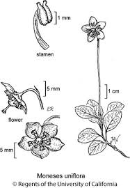 Attēlu rezultāti vaicājumam “Moneses uniflora fruit”