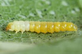 Attēlu rezultāti vaicājumam “Phyllonorycter platanoidella”