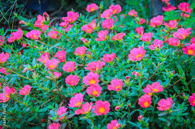 Attēlu rezultāti vaicājumam “Portulaca oleracea flower”