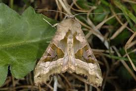 Attēlu rezultāti vaicājumam “Phlogophora meticulosa”