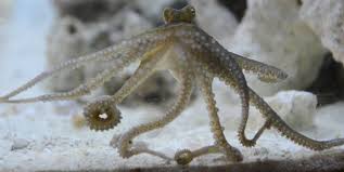 Attēlu rezultāti vaicājumam “Octospora splachnophila”