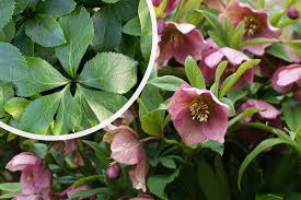 Image result for Nieswurz