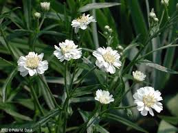 Attēlu rezultāti vaicājumam “Achillea ptarmica leaf”
