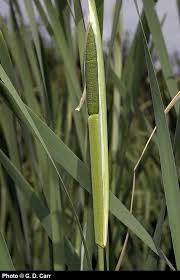 Attēlu rezultāti vaicājumam “Typha latifolia leaf”