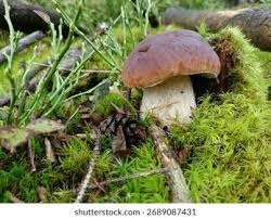 Attēlu rezultāti vaicājumam “Boletales”