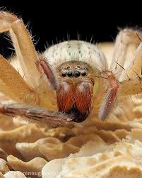 Attēlu rezultāti vaicājumam “Alloeotomus sp.”