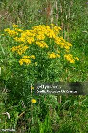 Attēlu rezultāti vaicājumam “Jacobaea vulgaris flower”