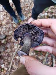 Attēlu rezultāti vaicājumam “Cortinarius violaceus”