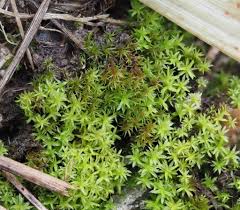 Attēlu rezultāti vaicājumam “Barbula unguiculata”
