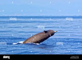 Image result for Ziphius cavirostris