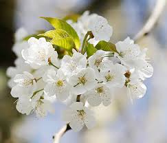 Attēlu rezultāti vaicājumam “Prunus avium flower”
