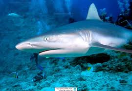 Image result for Carcharhinus amblyrhynchos