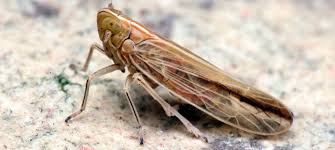 Attēlu rezultāti vaicājumam “Delphacidae”