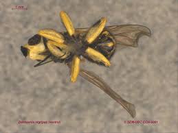 Attēlu rezultāti vaicājumam “Conopidae”