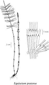 Attēlu rezultāti vaicājumam “Equisetum pratense”