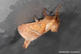 Attēlu rezultāti vaicājumam “Hepialus sylvina”