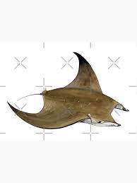 Image result for Mobula tarapacana