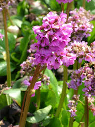 Attēlu rezultāti vaicājumam “Bergenia crassifolia flower”
