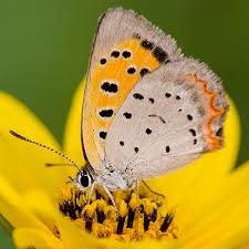 Attēlu rezultāti vaicājumam “Lycaena phlaeas underside”