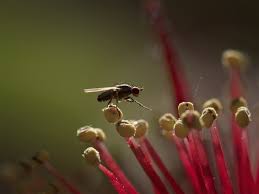 Attēlu rezultāti vaicājumam “Arctophila superbiens”