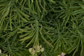 Attēlu rezultāti vaicājumam “Euphorbia cyparissias fruit”